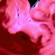 Illustration for article titled Pig Science Makes Post Swine-Flu Comeback